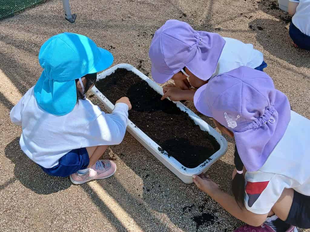 朝顔の種を植えましたの画像